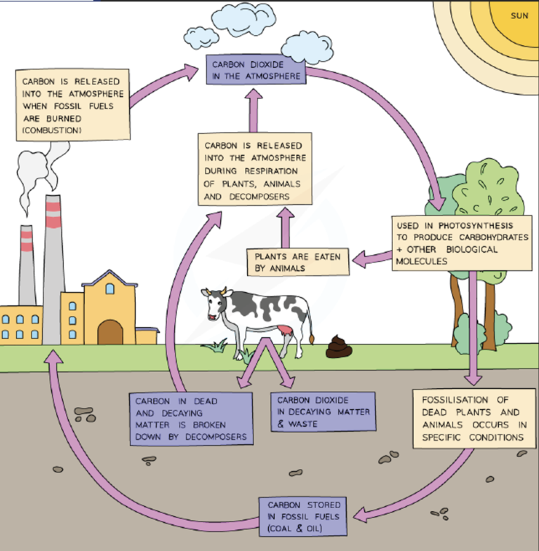 Carbon Cycle